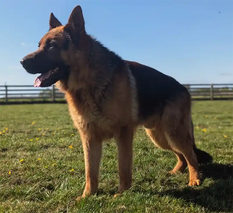 German Shepherd Sire standing tall on a beautiful grass of Cambridgeshire
