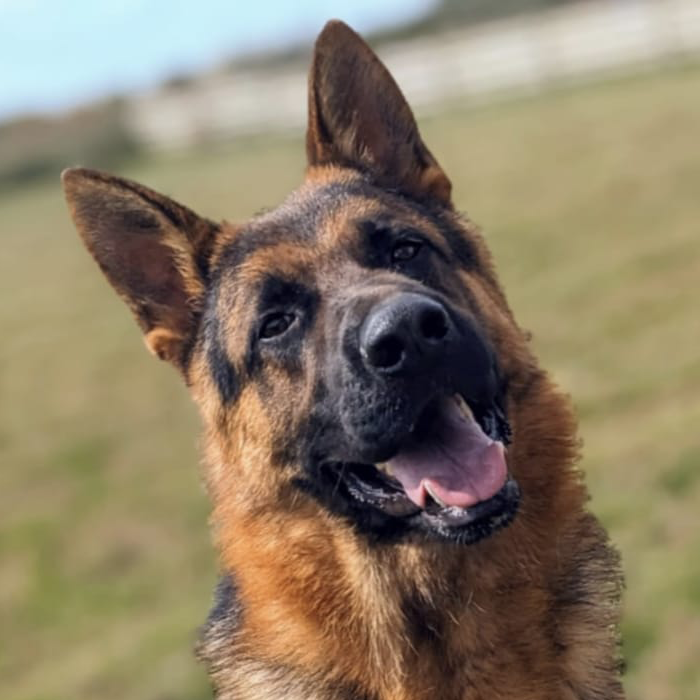 West German showline German Shepherd smilling in the Sun.