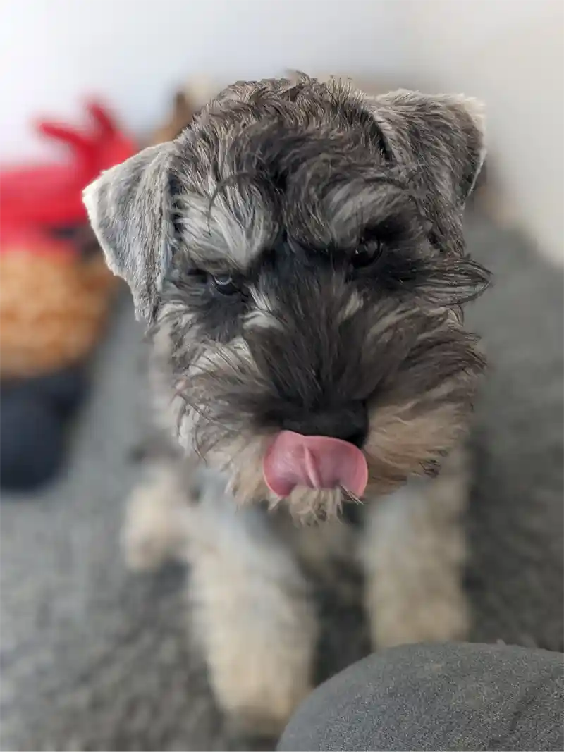 Wonderful Miniature Schnauzer trying to lick his owner.