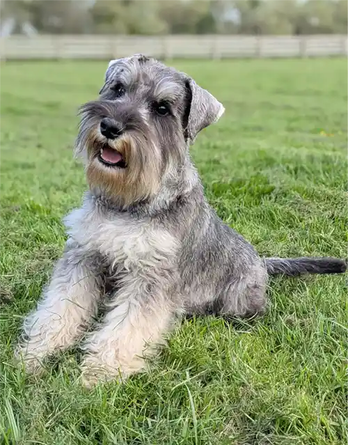 Miniature Schnauzer Sire posing on grass in Cambridgeshire.