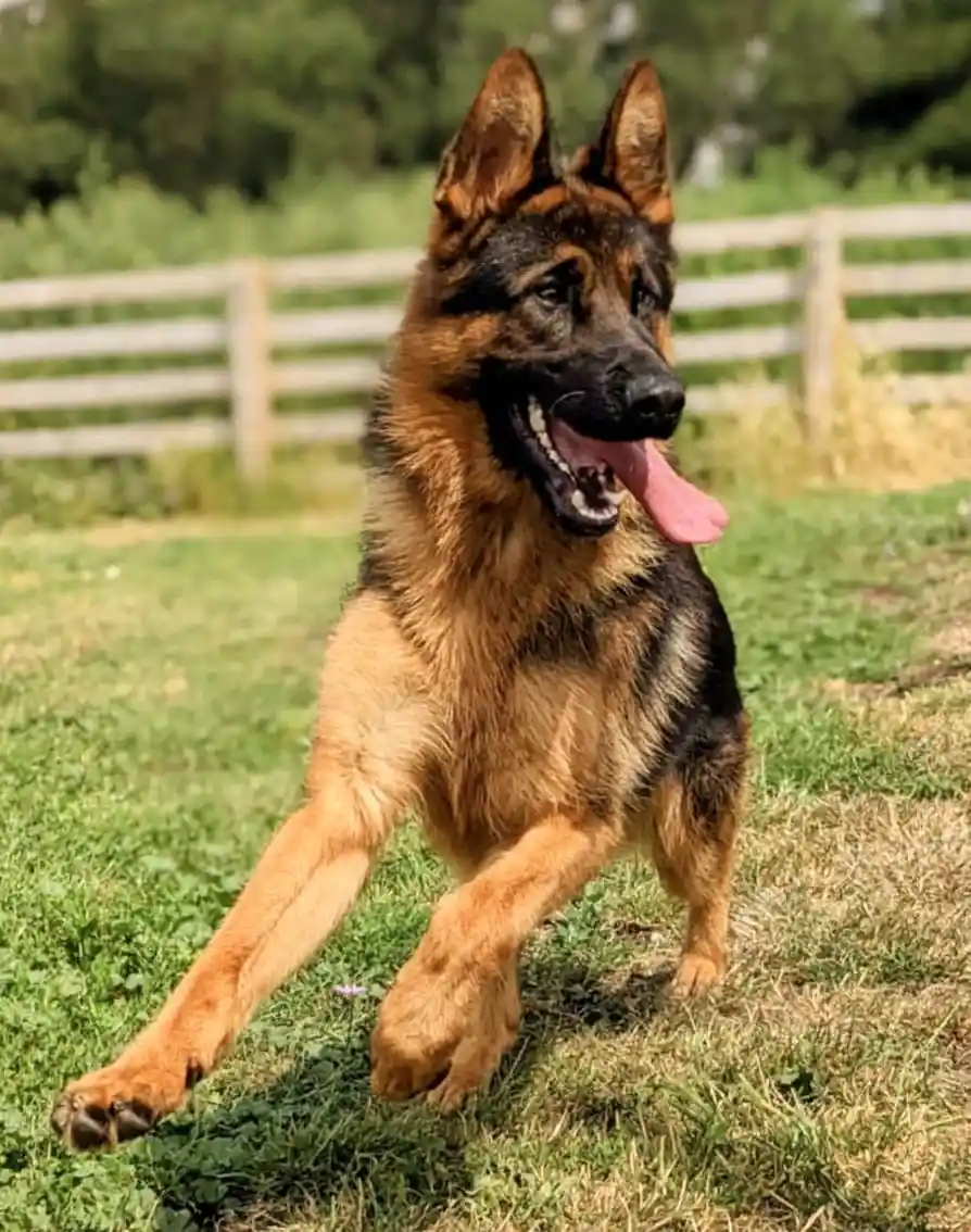 German Shepherd Sire running in fields of Cambridgshire.