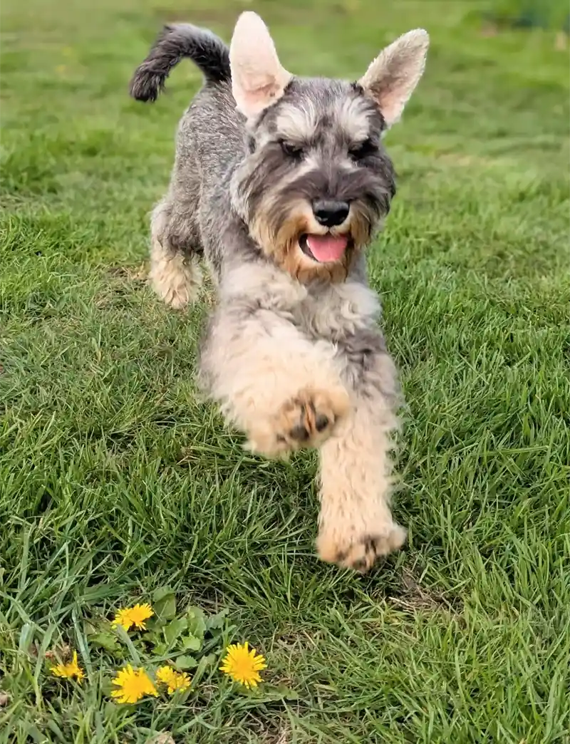 Gorgeous Miniature Schnauzer running in flowery five star licence breeder's field.