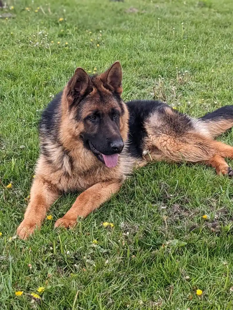 A hansome young black and tan German shepherd laying peacfuly on grass