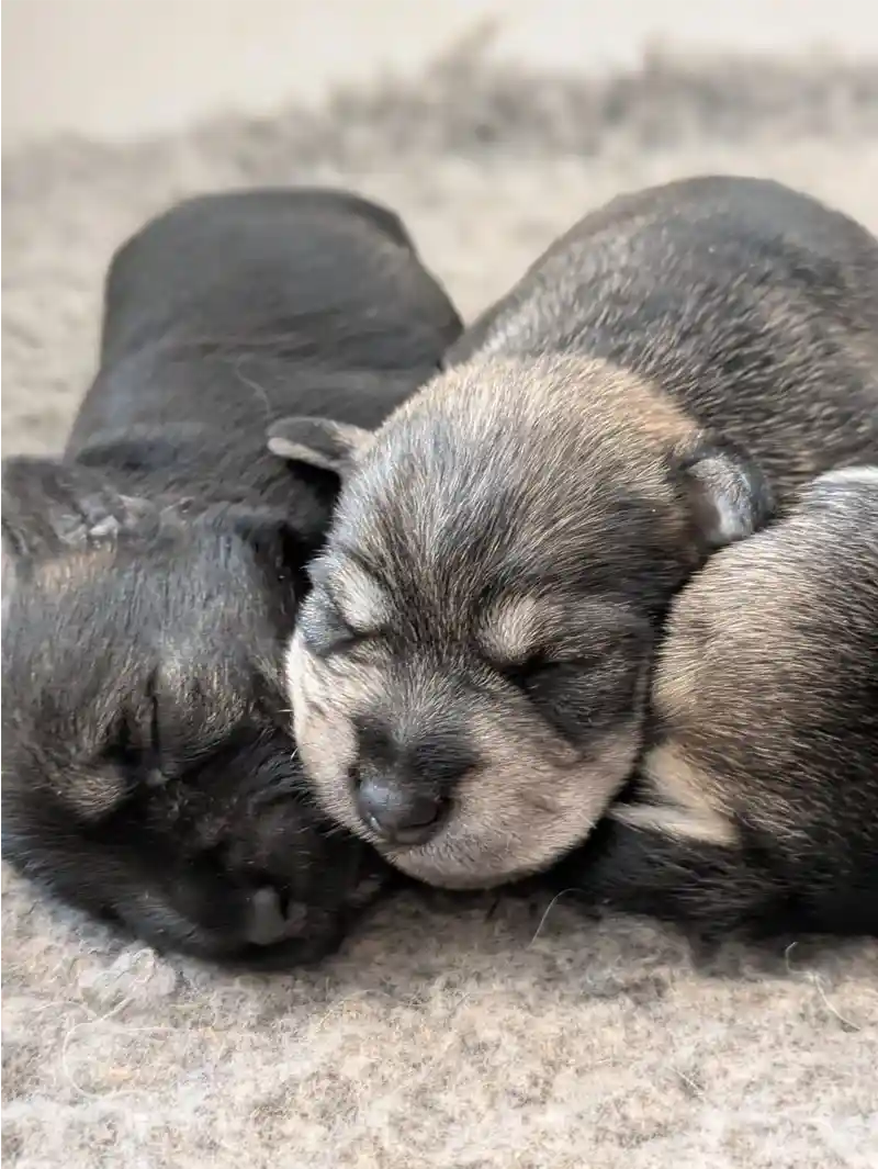 Miniature Schnauzer bred by a five star licenced breeder in Ely.